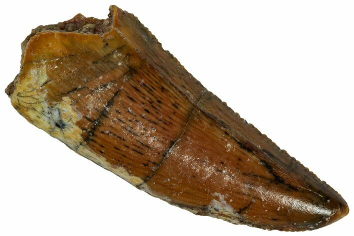 Serrated Raptor Tooth - Real Dinosaur Tooth #332175